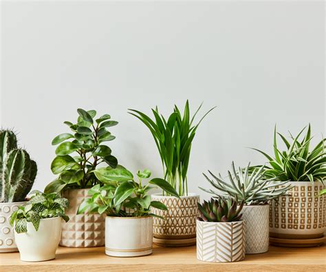 Houseplant .